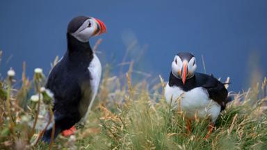ijsland_oostland_borgarfjordur-eystri_papegaaiduiker_vogel_shutterstock