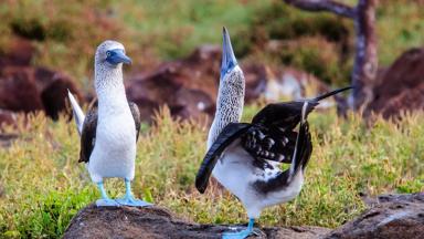 ecuador_galapagos_blauwvoet-jan-van-gent_vogel_bluefootedboobies01_b