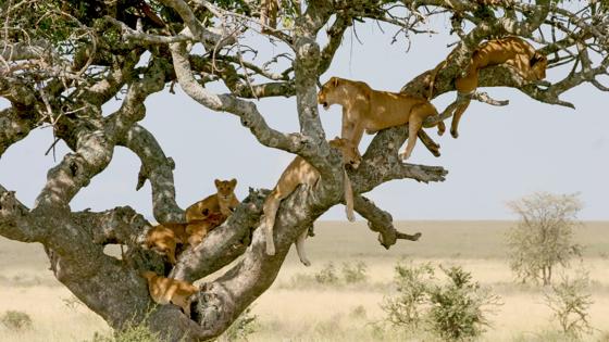 tanzania_lake-manyara-national-park_boomklimmende-leeuwen_getty.jpg