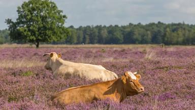 nederland_drenthe_dwingelderveld_heide_koe_dier_GettyImages-845885382