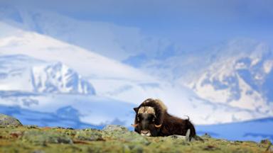 noorwegen_innlandet_dovrefjell_muskusos_sneeuw_dier_shutterstock