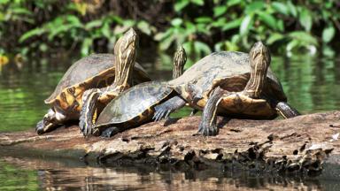 costa-rica_limon_tortuguero_rivierschildpad_b