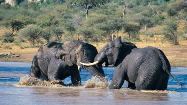 botswana_chobe-nationaal-park_olifant_a