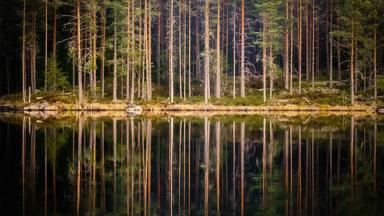 zweden_varmland_arvika_glaskogen_nationaal-park_water_bos_spiegel