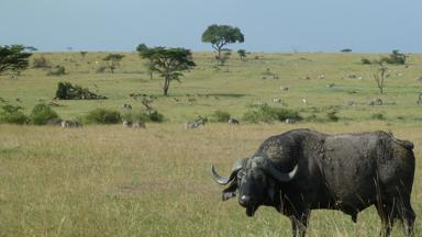 kenia_masai-mara_buffel_f.jpg