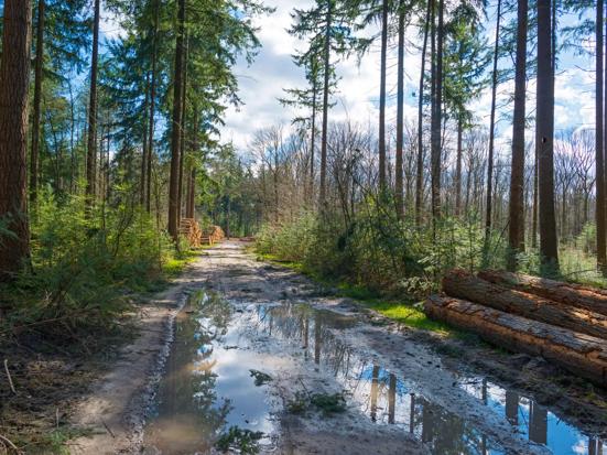 Lage Vuursche