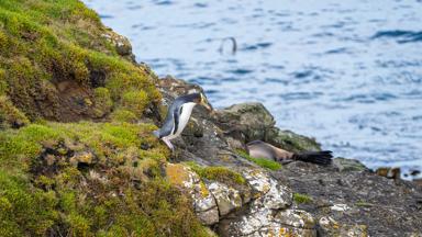 nieuw-zeeland_zuidereiland_otago_kitaki-point_geeloog-pinguins_water_strand_vogel_shutterstock