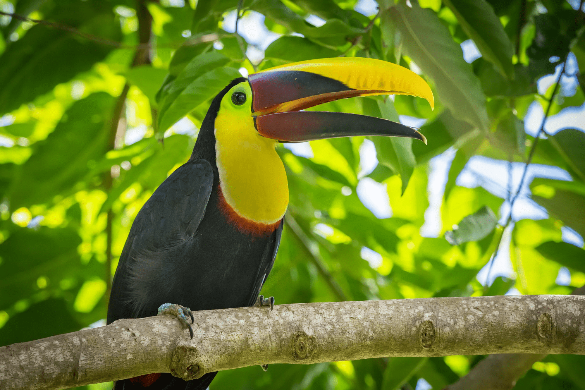 18-daagse privérondreis Essentieel Costa Rica met huurauto afbeelding