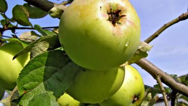 algemeen_appelboom_appel_3_shutterstock_18115621_.jpg