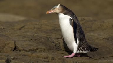 nieuw-zeeland_dunedin_otago_pinguin_b (1)