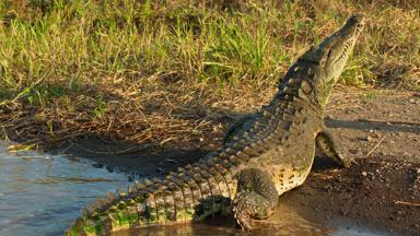 costa rica_puntarenas_tarcoles_tarcoles-rivier_krokodil_shutterstock-1398200357