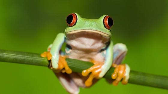 costa-rica_algemeen_dier_boomkikker_close-up_groene-kikker_b