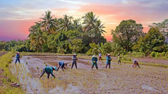 indonesie_platteland_rijst-planten_boeren_sfeerbeeld_b.jpg