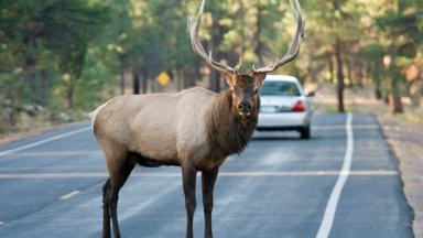 verenigde-staten_californie_yosemite_dieren_hert_rendier_weg_auto_f