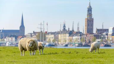 Sheep grazing on the shore of the river IJssel in front of the cityfront of Kampen in Overijssel, The Netherlands.