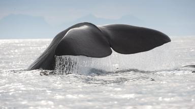 noorwegen_noord-noorwegen_vesteralen_walvis_jMarten-Bril