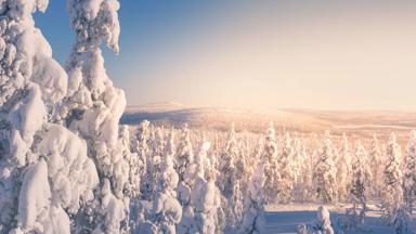 finland _fins-lapland_levi-uitzicht-bomen-sneeuw