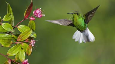 costa-rica_dier_vogel_kolibri_2_b