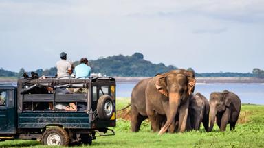 sri lanka_sigiriya_minneriya national park_safari_olifant_shutterstock_b.jpg