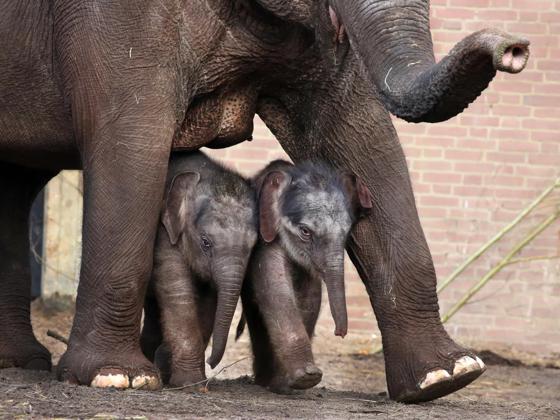 Impressie van ARTIS-Park