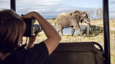 Zuid-Afrika, West-Kaap, Kaapstad, game reserve, olifant - GettyImages-1193058110
