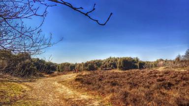 nederland_drenthe_mantingerveld_heide_wandelpad_pixabay