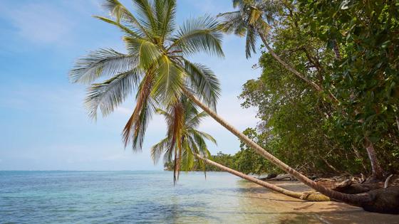 costa-rica_limon_talamanca_puerto-viejo_cahuita-national-park_strand_hangende-palmbomen_blauwe-zee_b