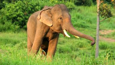 thailand_algemeen_olifant_b.jpg