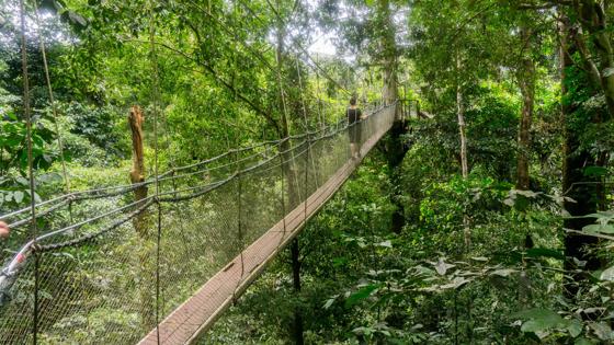 maleisie_taman-negara_canopy-walk_jungle_regenwoud_b.jpg