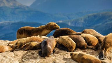 argentinie_vuurland_ushuaia_zeeleeuw_rots_shutterstock