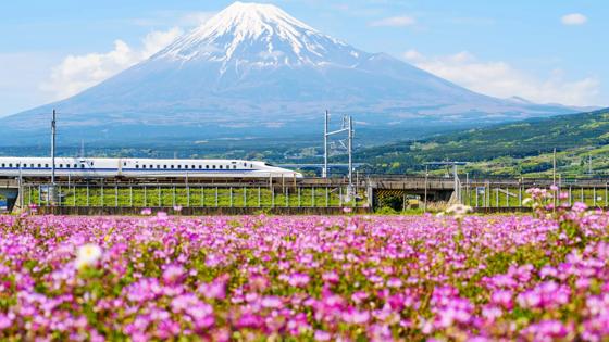 Japan-Mount-Fuji-Bloemen-Trein-Shinkansen-shutterstock