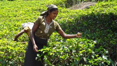 sri lanka_algemeen_theeplantage_theeplukker_w