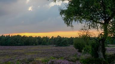 nederland_gelderland_nunspeet_veluwe_heide_bos_zonsondergang_getty-941333052