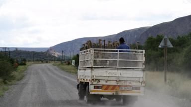 zuid-afrika_west-kaap_oudtshoorn_struisvogel-vrachtwagen_f