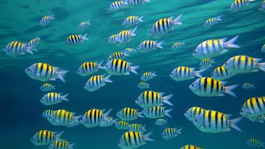 malediven_algemeen_onderwaterwereld_snorkelen_vis_zee_b.jpg
