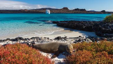 A Galapagos sea lion on the beach with a cruise ship and turquoise ocean in the distance, Galapagos Islands