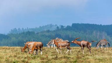 eswatini_swaziland_mlilwane-wildlife-sanctuary_blesbokken_zebras_natuurreservaat_savanna_shutterstock