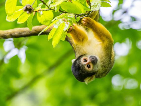 Impressie van Apenheul