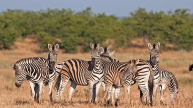 zuid-afrika_mpumalanga_kruger-nationaal-park_zebra_b