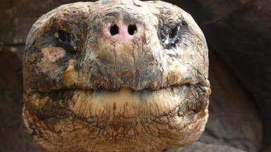 ecuador_galapagos_dieren_landschildpad_kop_close_up_w