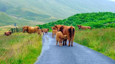 Schotland-Glen Lyon-Schotse-Hooglander-Koe-GettyImages