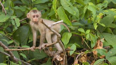 thailand_nakhon-nayok_khao-yai-nationaal-park_aap_2_b.jpg