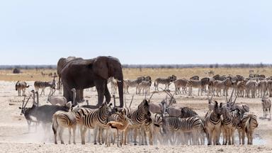 namibie_etosha-national-park_waterhole_drinkplaats_zebra_olifant_springbok_struisvogel_oryx_b