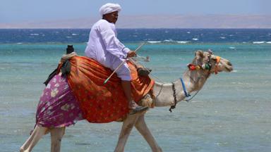egypte_rode-zee_hurghada_man_mens_dier_kameel_w