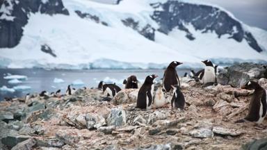 antarctica_danco-island_pinguin-kolonie_water_ijs_shutterstock-1030232359