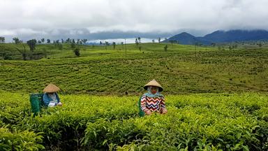 indonesie_java_bandung_malabar-theeplantage_thee_plukken_f.jpg
