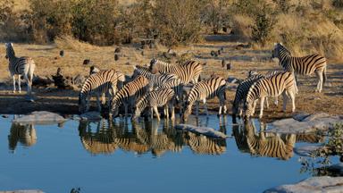 namibie_etosha-national-park_waterpoel_zebra_reflectie_b.jpg