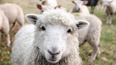 Beeld kan niet gebruikt worden ivm copyright onbekend