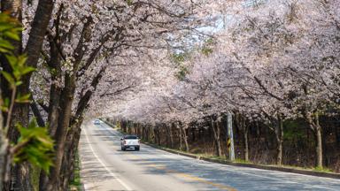 zuid-korea_algemeen_weg_bloesem_auto_pixabay