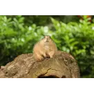 Zomeractie DierenPark Amersfoort Regulier